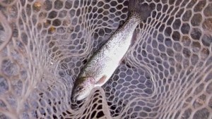 blackberry april 26 minnow