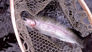 blackberry april 26 mongo 2