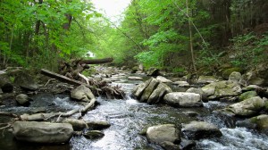 blackberry deceptive