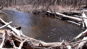 blackberry late april hole 2