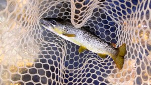 woodland trout may 2