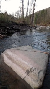 woodland unexplored 3