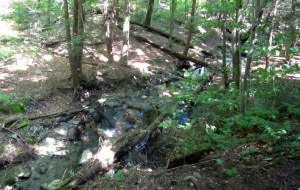 First glimpse of trout water in Sage's Ravine, coming from above